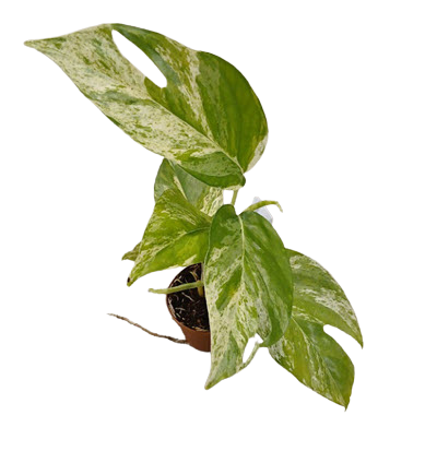 Pinnatum Marble Flame